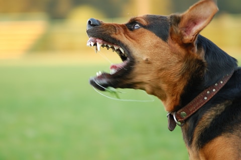 dog aggression training