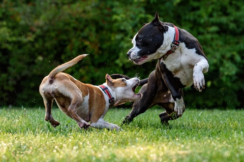 dog boot camp for aggression