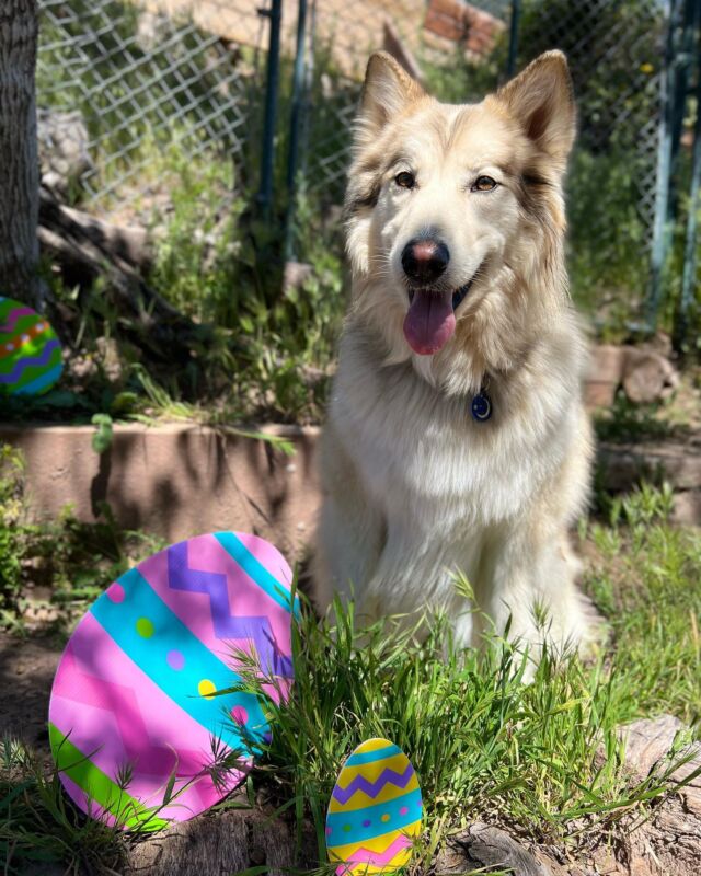 a pawfect easter with some of our topanga doggies 🐣🐾🐰

🐣 luna 🐣
🥕 finnegin 🥕
🐰 charlie 🐰
🐣 cooper 🐣
🥕 arrow 🥕
🐰 bigotes 🐰
🐣 willow 🐣
🥕 louie 🥕
🐰 lexie 🐰
🐣 scout 🐣